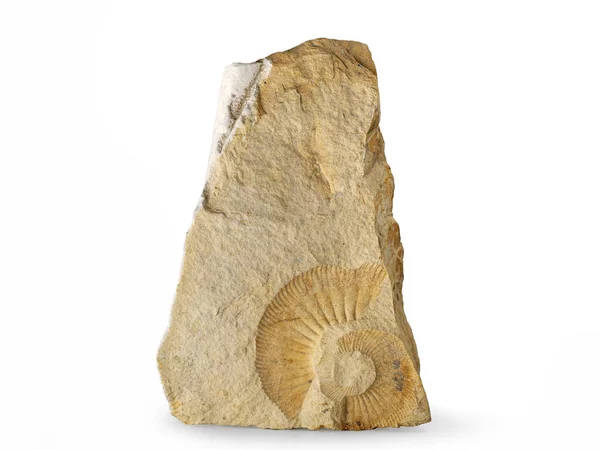Амоніт доісторичний скам'янілий відбиток у камені ізольований на білому тлі — стокове фото