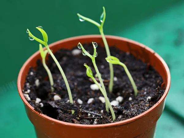 Semillas de chile recién germinadas en maceta en mini invernadero, cultivo de plántulas de chile en casa —  Fotos de Stock