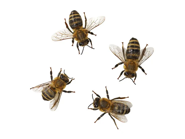 Abeille domestique, Apis mellifera, isolée sur fond blanc, vue de dessus de quatre abeilles européennes, macro gros plan — Photo