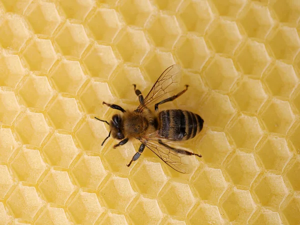 Top view of single honey bee on new wax center panel, apis mellifera on new vacant honeycomb Royalty Free Stock Images