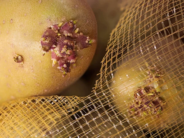 Tubérculos de patata germinados en bolsa de red de cerca, almacenamiento inadecuado de verduras —  Fotos de Stock