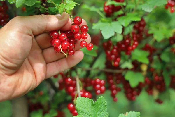 La mano masculina recoge las grosellas rojas frescas del arbusto en verano, recogiendo el fondo de las bayas —  Fotos de Stock