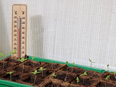 Soğuk çerçeveli termometre, biber tohumlu sera ve kopyalama alanı