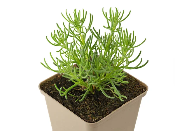 Artemisia caucasica, kavkazský mugwort, bylina v květináči izolované na bílém pozadí, zblízka gyros bylina — Stock fotografie