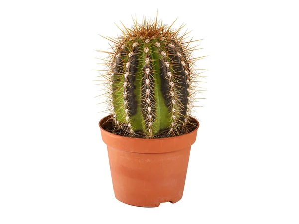 Död kaktus, cactaceae, i plastkruka med bruna fläckar på vit bakgrund, skador från övervattning eller vattenavverkning av saftiga växter — Stockfoto
