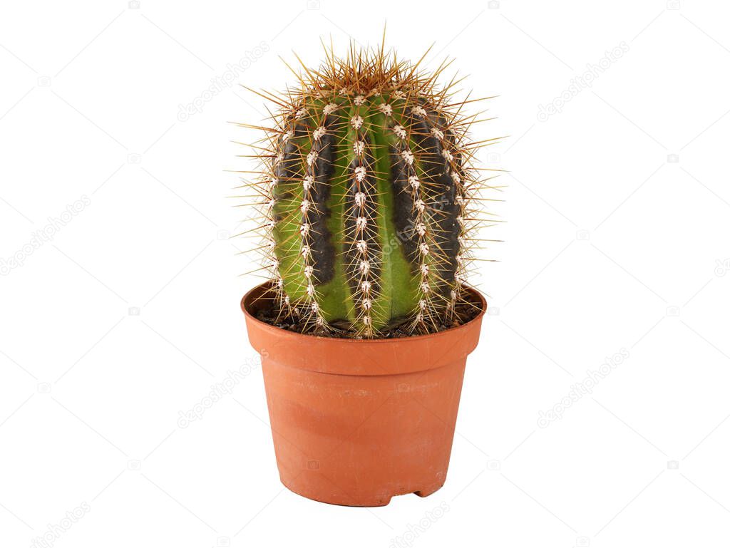 dead cactus, cactaceae, in plastic pot with brown spots on white background, damage from overwatering or waterlogging of succulent plants