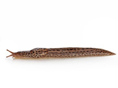 Leopar sümüklü böceği ya da büyük gri sümüklü böcek, Limax Maximus, beyaz arka planda izole edilmiş.
