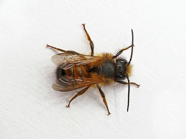 Top view of male wild bee, Osmia bicornis or red mason bee isolated on white background — Fotografia de Stock