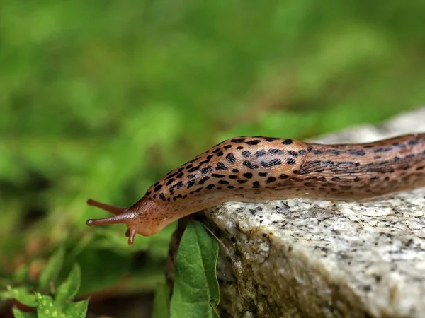 Leopard slimák nebo velký šedý slimák, Limax maximus, plazí se po žulovém kameni v zahradě za deštivého dne — Stock fotografie