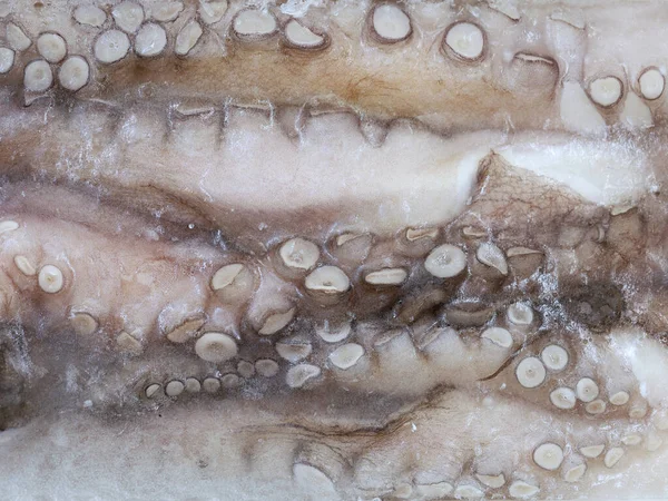 Fagyasztott nyers polip csápok háttér, felső nézet a jeges tengeri élelmiszerek — Stock Fotó