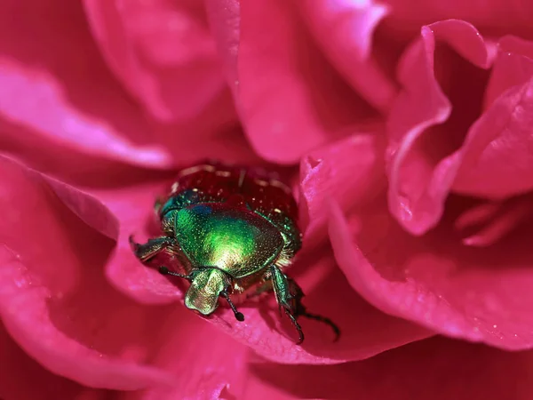 Makro Zbliżenie Zielonej Róży Fartuch Cetonia Aurata Różowy Kwiat Piwonii — Zdjęcie stockowe