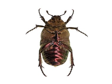 Cetonia aurata, beyaz arkaplanda izole edilmiş, makro üst görünüm..