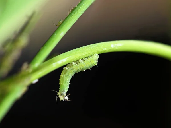 蚜虫一种空中苍蝇的绿色幼虫 Syrphidae 以蚜虫为食 以蚜虫为食 昆虫对蚜虫的特写 — 图库照片