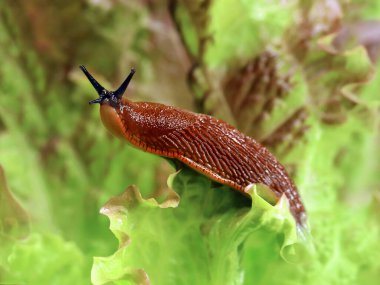 İspanyol sümüklüböceği, Arion vulgaris, bahçede marul yaprağı, sebze bahçesinde salyangoz vebası, her hobi bahçıvanın düşmanı..