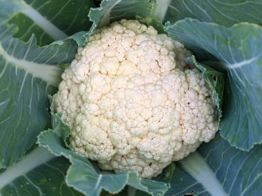 Bahçede büyüyen karnabahar manzarası, ekilen sebzelere yakın çekim.