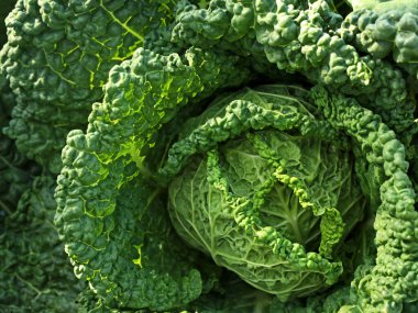 Taze yeşil savoy lahanasını güneş ışığında kapatın..