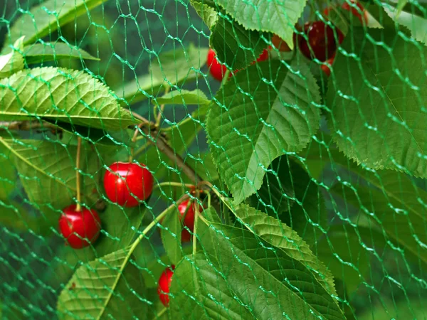 close up of red cherries on the cherry tree with bird protection net.