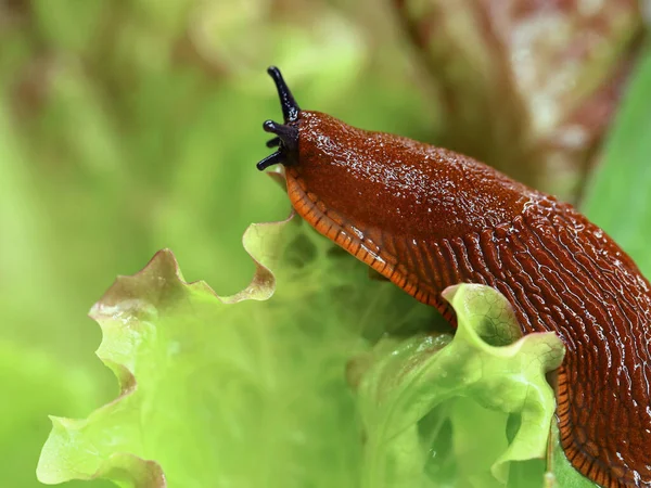 在花园里的莴苣叶上 有西班牙的鼻涕虫 在沙拉上有爬行的蜗牛 — 图库照片