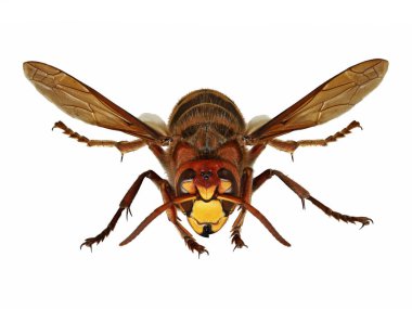 Beyaz arka planda izole edilmiş bir Avrupa eşekarısı, Vespa Crabro, Macro stüdyo fotoğrafçılığı..