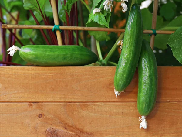 Small Cucumbers Wooden Raised Bed Balcony — Stock Photo, Image