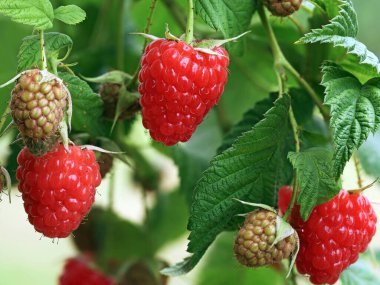 close up of red ripe and unripe raspberries on a raspberry bush in garden.