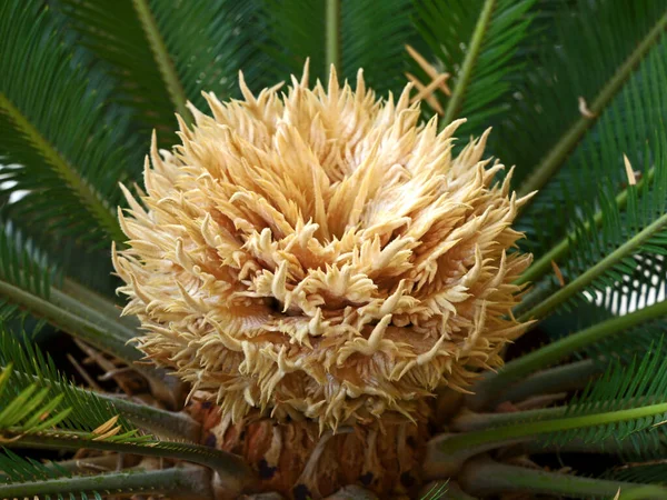 Närbild Sago Palm Blomma Cycas Revoluta — Stockfoto