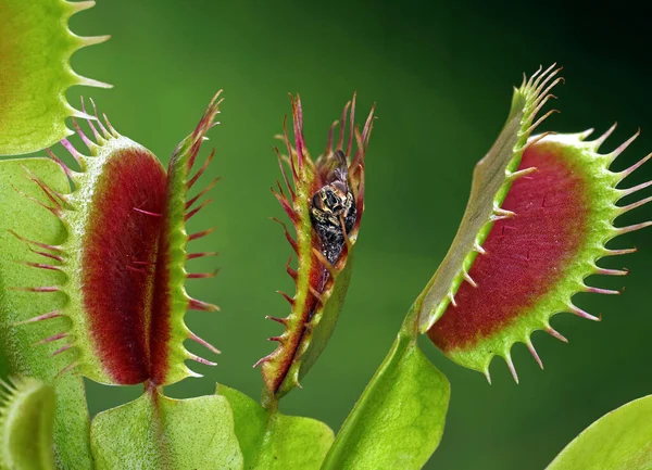 Çürümüş bir sineği yarı açık Venüs sinekkapanı, dionaea muscipula ve yeşil arka planda kapana kısılmış bir sinek..
