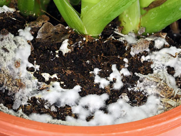 close up of white mold growing on soil in the flower pot, excessive watering and damp soil encourage mold growth.