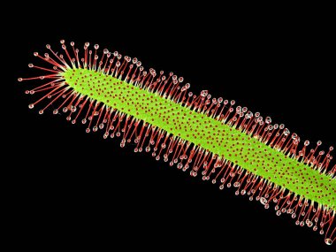 Etobur bir bitkiye yakın, Cape Sundew ya da Drosera capensis, siyah arka planda izole edilmiş..