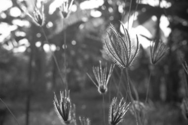 Bahçedeki güzel çimlerin siyah ve beyazı güneş ışığıyla.