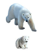 rodina ledních medvědů