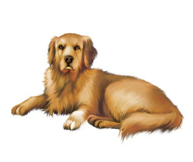 güzel köpek safkan golden retriever, döşeme