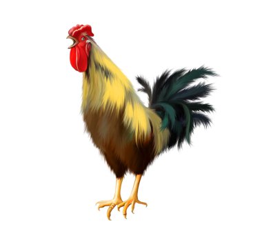 Colorful cock sings. clipart