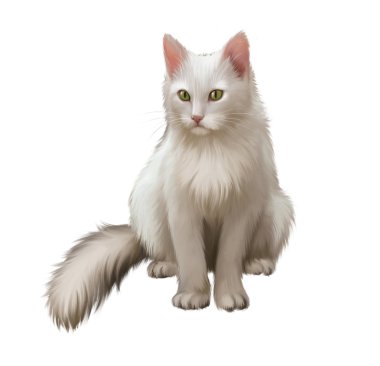 Maine coon kedi. büyük beyaz bir kedi