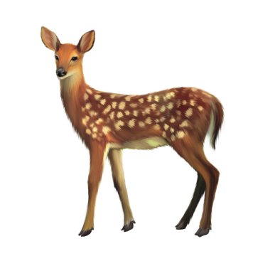 Avrupa Roe Geyiği, Capreolus Capreolus