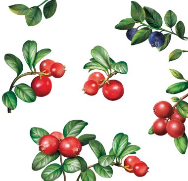 Çilek: bilberries yaban mersini kızılcık yaprakları ile