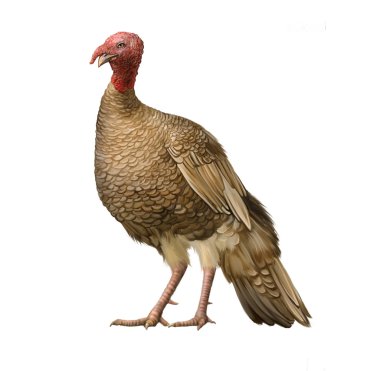 Female Turkey clipart