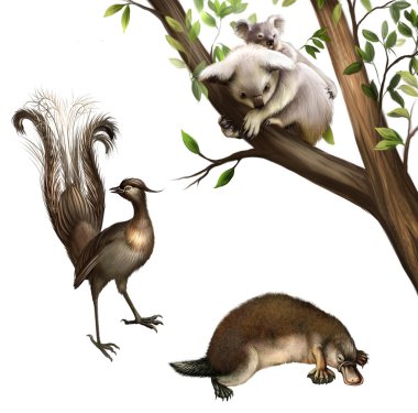 Australian animals: koala, platypus and lyrebird. Isolated Illustration on white background. stock vector