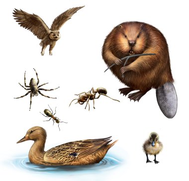 Owl, Beaver, Spider, Ants, Duck and duckling
