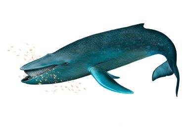Young Blue whale clipart