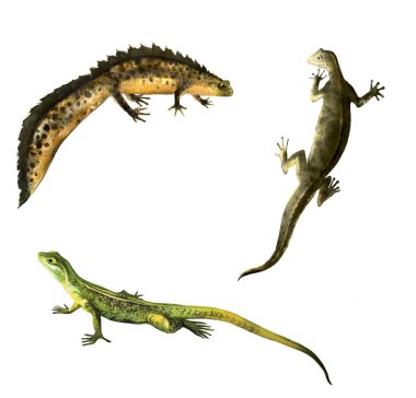 Yeşil kertenkele, newts ailesi: erkek ve dişi newt. Amfibi semender