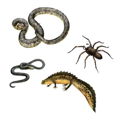 Snakes, adder, spider and male newt clipart
