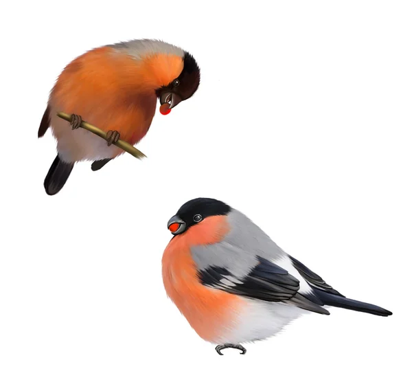 Pássaros Eurasiáticos Bullfinch — Fotografia de Stock