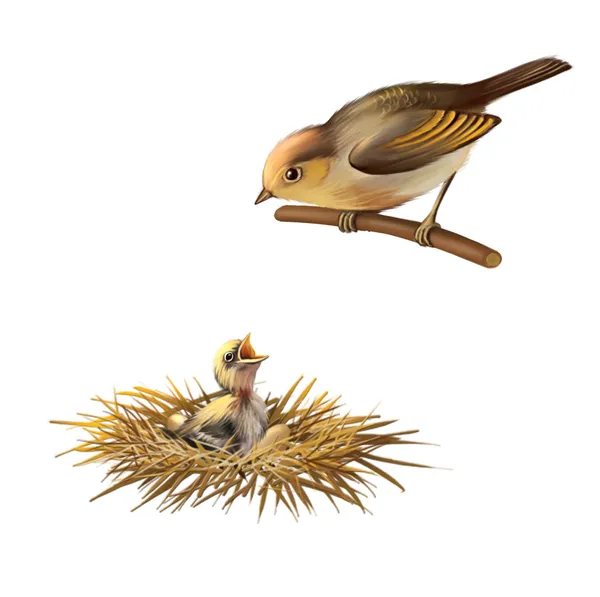 Malý ptáček, ptáček hnízdo a baby bird Břehule vlaštovka — Stock fotografie