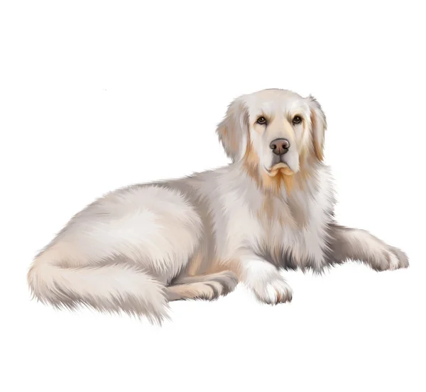 Golden cane retriever sdraiato — Foto Stock