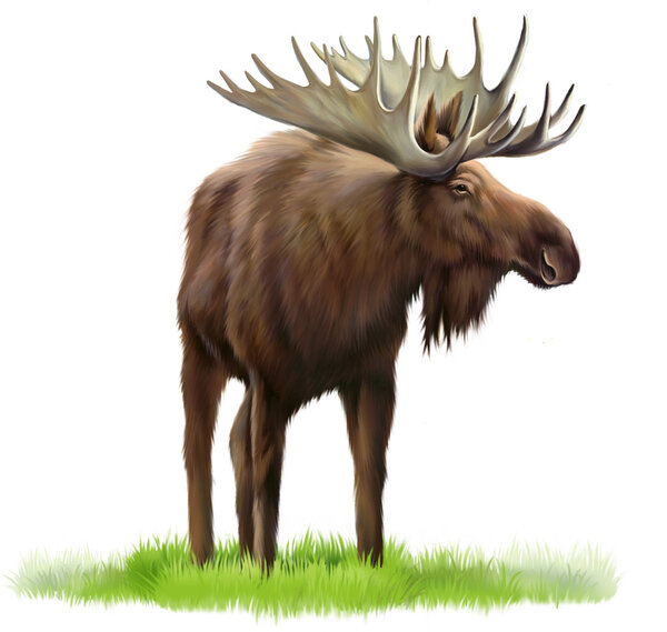Moose on a grass