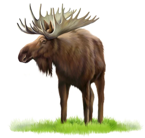 Moose on a grass — Stock Photo, Image