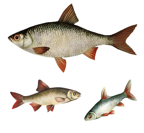 O Ruff. Rudd comum peixe de água doce — Fotografia de Stock