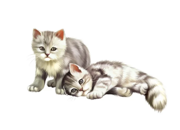 British tabby-cat kittens — Stock Photo, Image