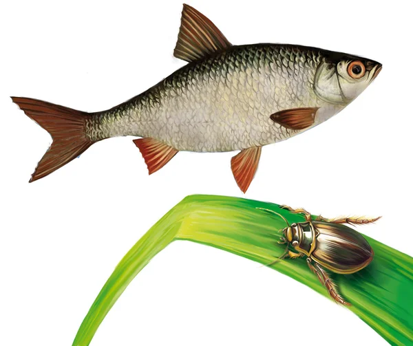 Pesce pesciolino e insetto d'acqua sull'erba dell'acqua — Foto Stock